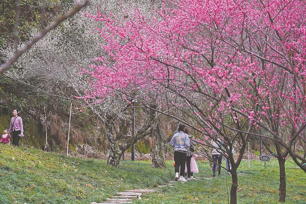 福建建宁：梅花朵朵醉游人