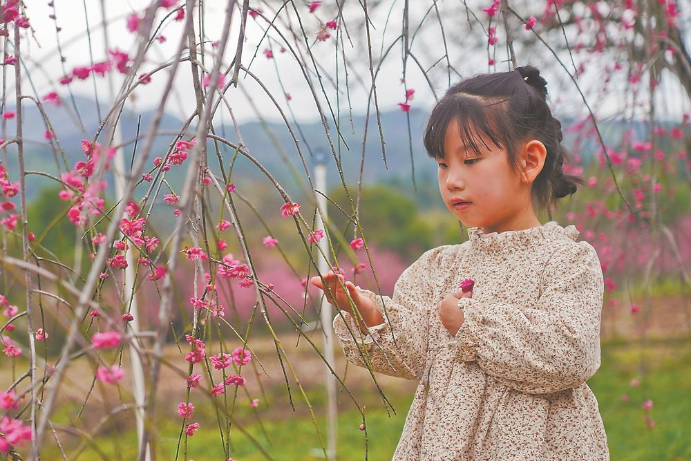 福建建宁：梅花朵朵醉游人