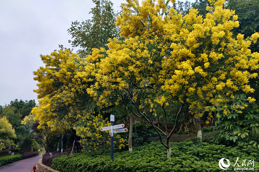厦门市湖里区薛岭山公园内金合欢满树黄花。人民网 陈博摄