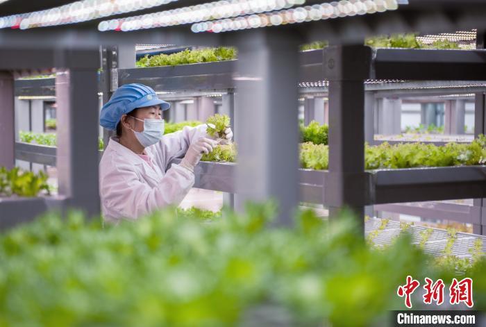 技术人员在福建省泉州市永春县实才好农业科技公司“植物工厂”车间内，查看蔬菜生长情况。　康庆平 摄