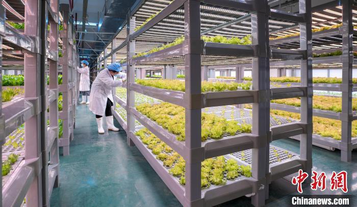 “植物工厂”结合环境温湿度及二氧化碳特性，利用LED植物诱导光源替代日光照明。　康庆平 摄
