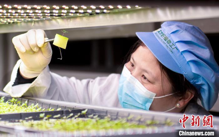 技术人员在福建省泉州市永春县实才好农业科技公司“植物工厂”车间内，查看蔬菜幼苗的培育情况。　康庆平　摄