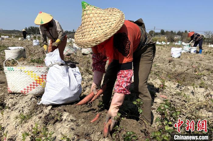 村民们在田间正忙着出薯、去泥。　东山县融媒体中心供图