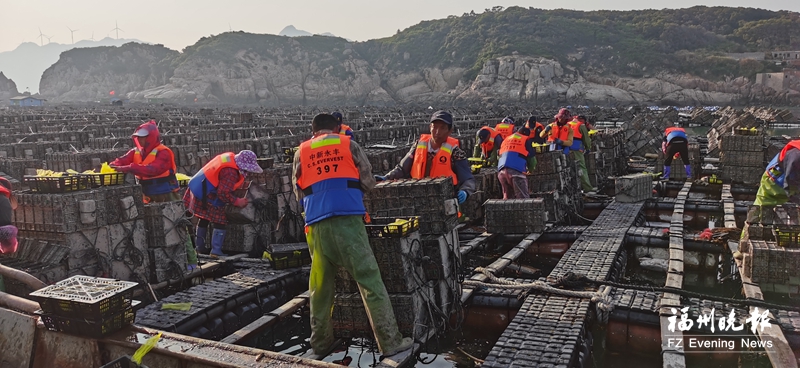 连江20亿粒鲍鱼苗种陆续入海