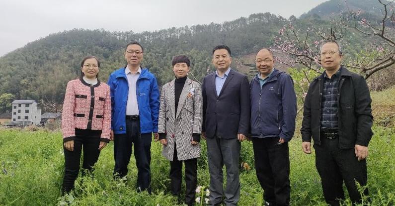 绿肥当家 引领政和茶果园生态转型