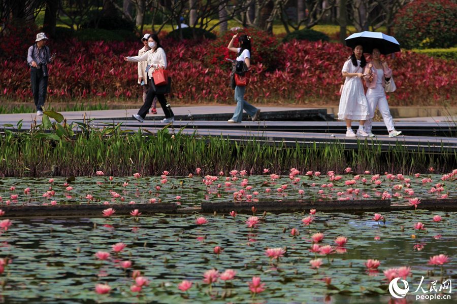 市民游客来到厦门海湾公园，漫步莲塘边赏花观鸟。人民网 陈博摄