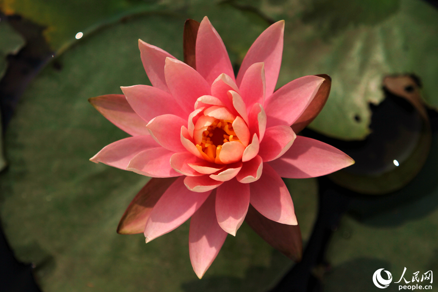 睡莲的外型与荷花相似，花朵朝开暮合，因而被称为“花中睡美人”。人民网 陈博摄