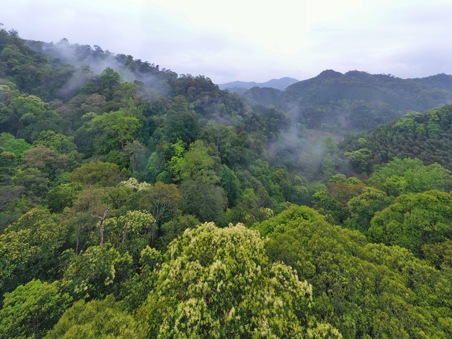 建瓯万木林省级自然保护区