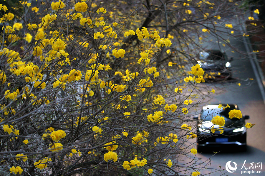 5.厦门东芳山庄BRT站旁，黄花风铃木花朵随风摇曳，仿佛在向过往的车辆招手。人民网 陈博摄