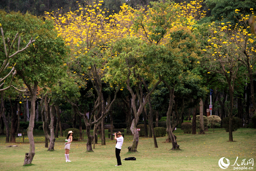 9.厦门忠仑公园草坪上，黄花风铃木与绿树相映美如画。人民网 陈博摄