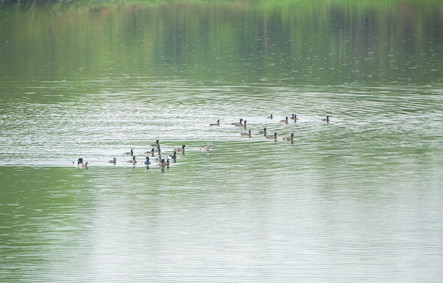 凤头潜鸭和凤头䴙䴘现身武平县千鹭湖国家湿地公园。李国潮摄