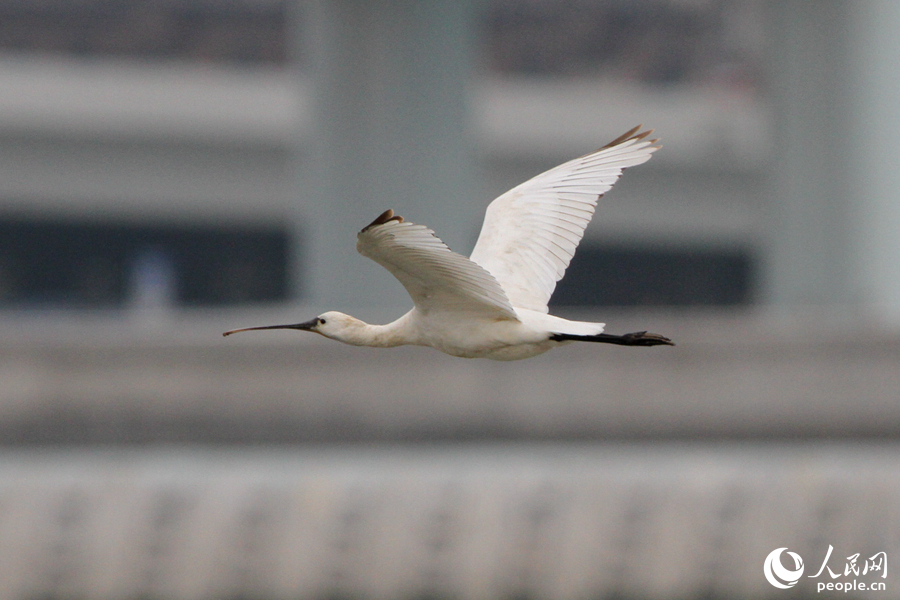4.白琵鹭在厦门大嶝大桥旁飞行。人民网 陈博摄