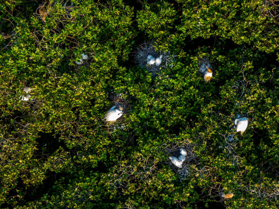 2.进入繁殖期，多种鹭类混群营巢于红树林中，构成了一道独特优美的自然生态景观。方维摄.jpg