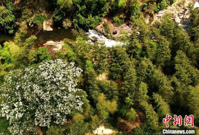 图为5月28日，龙栖山国家级自然保护区内景色如画。(无人机照片) 张斌 摄