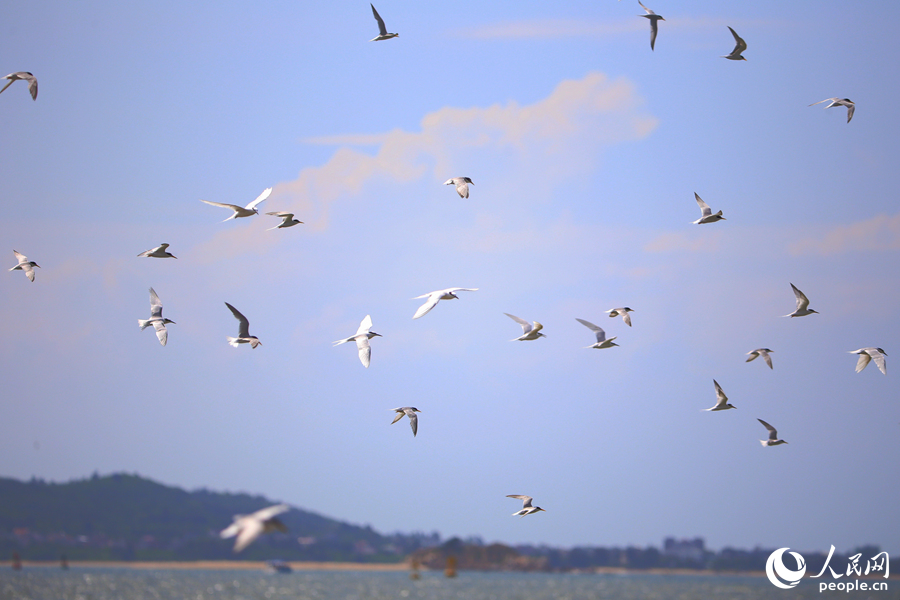 燕鸥鸟群在海面上觅食。人民网 陈博摄