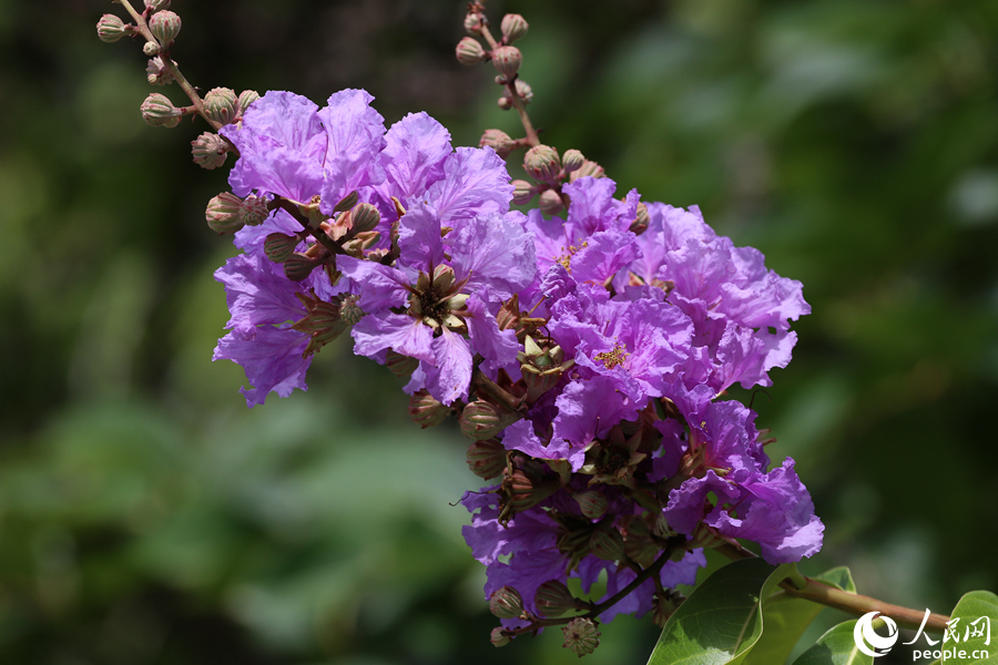 大花紫薇在枝头成串开放。人民网 陈博摄