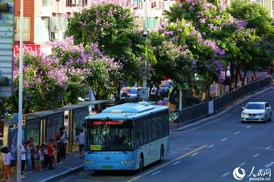 公交车驶过大花紫薇盛开的路口。人民网 陈博摄