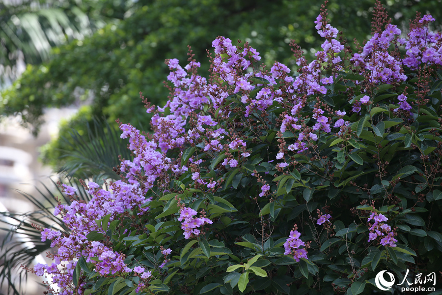 厦门湖滨南路大花紫薇繁花满树。人民网 陈博摄