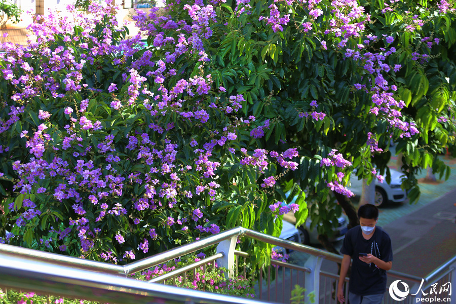 大花紫薇在人行天桥旁竞相绽放。人民网 陈博摄