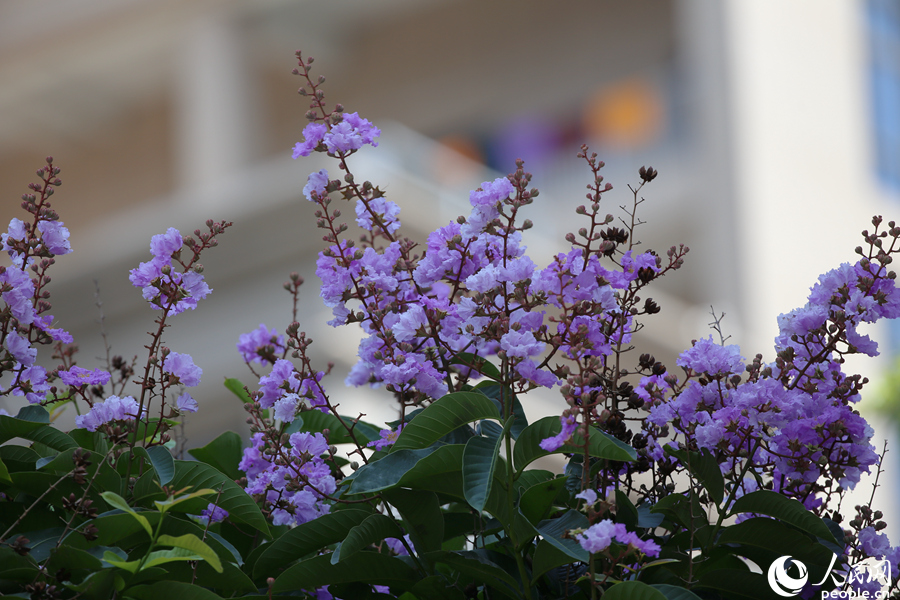 厦门江头台湾街的大花紫薇随风摇曳生姿。人民网 陈博摄