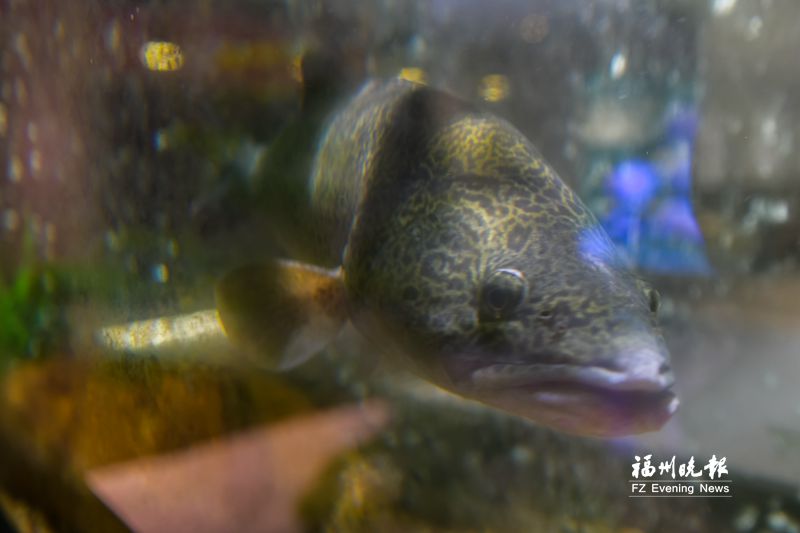 罗土炎：“澳洲国宝鱼”有了“福建芯”