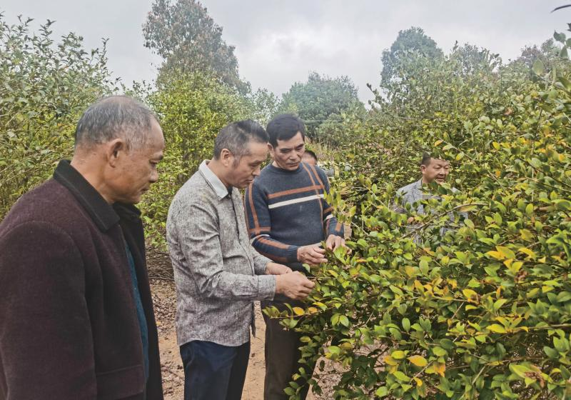 卢玉胜（左二）带领油茶管理员探讨油茶树增产修剪技术