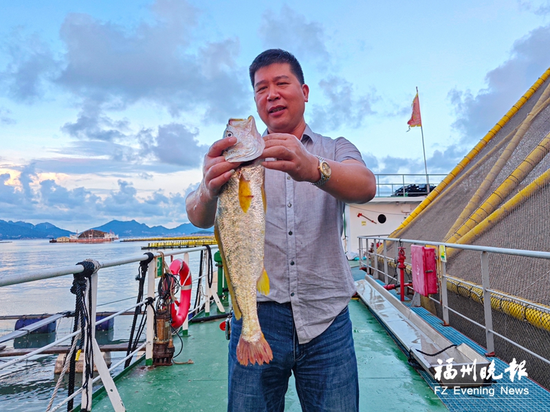 连江智能化“海上粮仓”迎丰收 100多万条“健身大黄鱼”上市