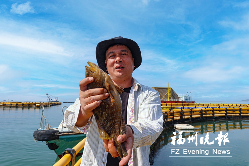 “游”出亿元产值  连江100多万尾石斑鱼陆续上市