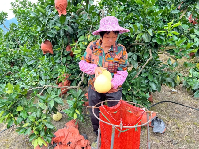 农户采摘柚子。永泰县融媒体中心供图