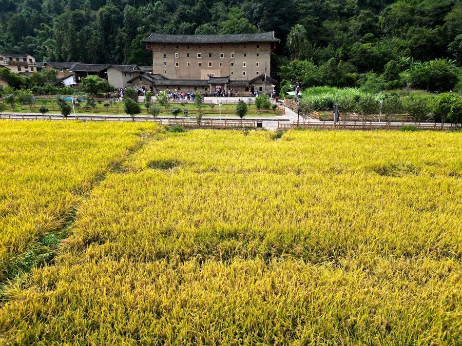 世遗土楼和贵楼前，一片金黄色景致。南靖县融媒体中心供图