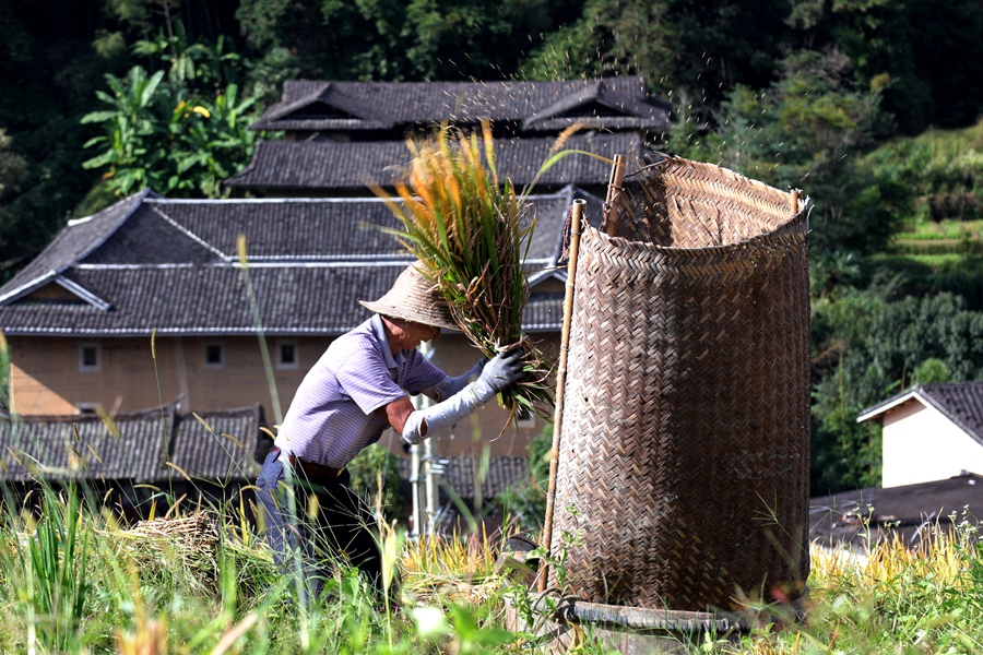 当地农户在收割水稻，一旁是古朴的土楼。南靖县融媒体中心供图