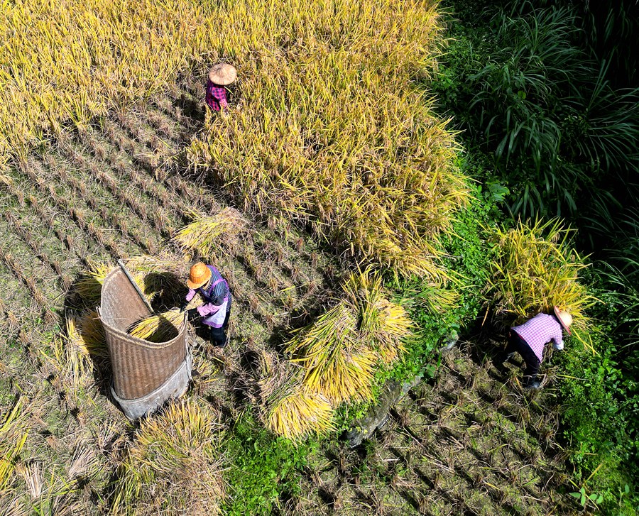 农户忙着收割水稻。南靖县融媒体中心供图