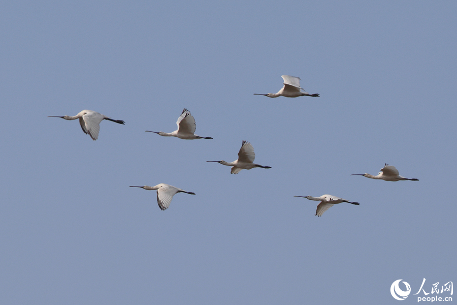 一群白琵鹭在厦门马銮湾湿地上空列队飞行。人民网记者 陈博摄