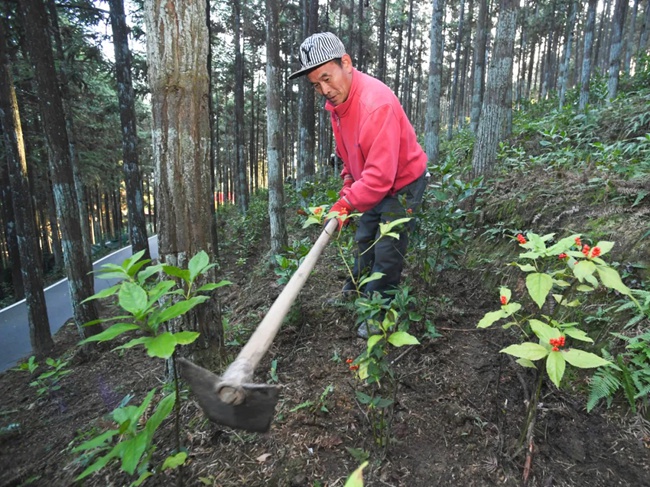 周宁县黄振芳家庭林场林下种植草珊瑚