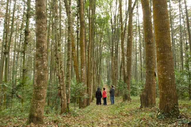 沙县官庄国有林场生物防火林带