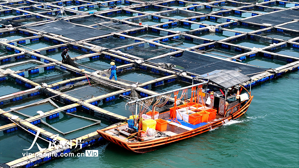 福建宁德：海上粮仓