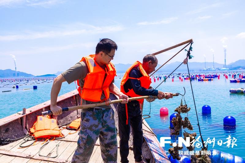 连江马鼻5000亩牡蛎争“鲜”上市