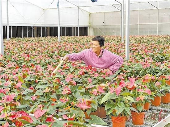 华亭镇立足资源优势，做大花卉产业。（来源：湄洲日报）